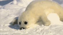 Snow Seal GIF - Snow Seal Snort GIFs