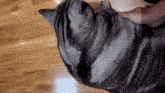 a cat is laying on its back on a wooden floor .