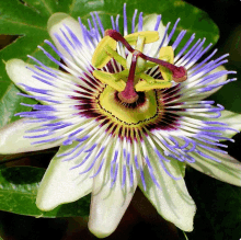 Passionfruit Flower GIF - Passionfruit Flower GIFs