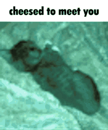Cheese Cat GIF - Cheese Cat Funny GIFs
