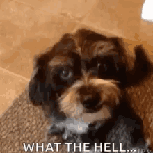 What The Hell Wth GIF - What The Hell Wth Dog GIFs