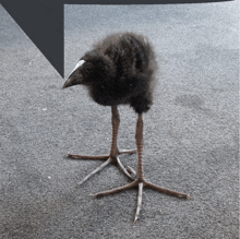 Meme Bird GIFs | Tenor