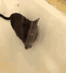Cat In Shower GIF