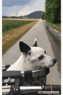 Surinka Bike GIF - Surinka Bike Dog GIFs