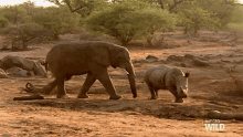 Get Out Of Here Elephant Vs Rhino Animal Fight Night GIF