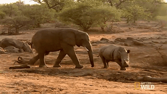 Get Out Of Here Elephant Vs Rhino Animal Fight Night GIF - Get Out Of Here  Elephant Vs Rhino Animal Fight Night World Rhino Day - Discover & Share GIFs