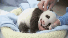 That'S The Spot GIF - Animals Cute Panda GIFs