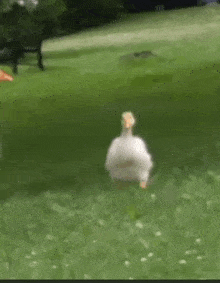 Goose See GIF - Goose See Friend GIFs