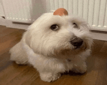 a small white dog sitting on a wooden floor with an egg on its head .