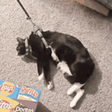 a black and white cat is laying on the floor next to a bag of doritos