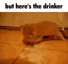 but heres the drinker cat