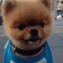 Look How Cute I Am. Look At Me GIF - Cute Stare Puppy GIFs