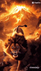 a lion is walking in front of a volcano in the background .
