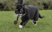 Fancy Cat Smoking Pipe GIF - Fancy Cat Pipe GIFs