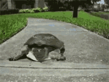 Turtle Run GIF - Turtle Run Dash GIFs