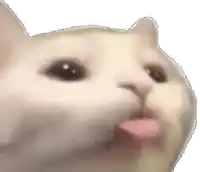 a close up of a cat 's face with its tongue out on a white background .