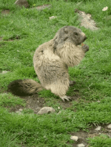 Marmotte GIF - Marmotte GIFs
