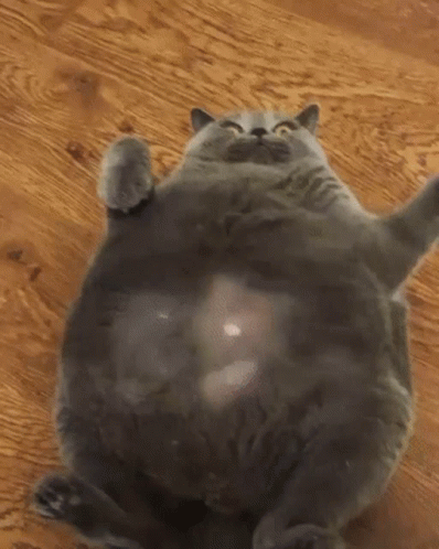 super fat cat gif