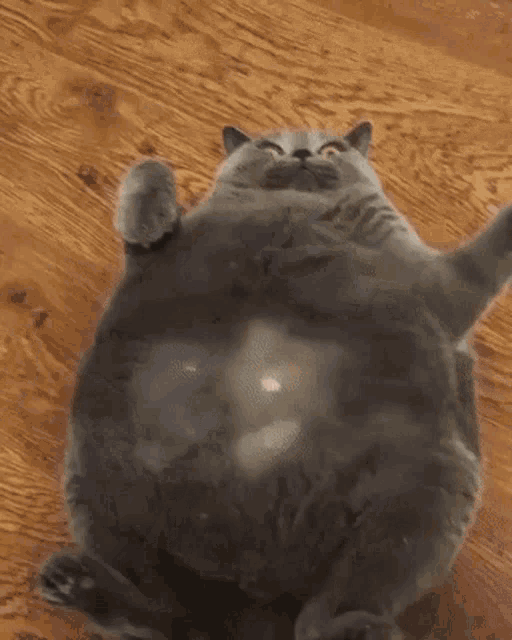 cat-tiggle.gif