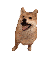 a person holding a dog 's paw with a bracelet on their wrist