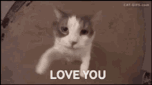 Cat Cute GIF - Cat Cute Love You GIFs