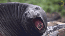 big nose short film showcase world penguin day elephant seal grumpy seal
