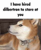 a dog with the words i have hired dilbertron to stare at you written on it