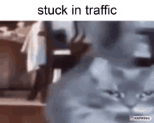 Stuck In Traffic Cat GIF - Stuck In Traffic Cat GIFs