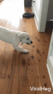 a white dog is looking at a robotic vacuum cleaner .