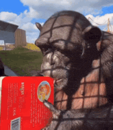 a chimpanzee reads a book titled worthy