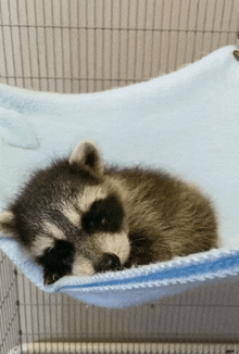 a raccoon is sleeping in a hammock in a cage