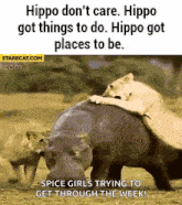Hippo Lions GIF - Hippo Lions Dont Care GIFs