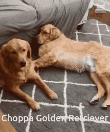 Choppa Go Dog GIF - Choppa Go Dog Golden Retriever GIFs