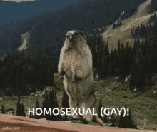 Homosexual Gay GIF - Homosexual Gay Beaver GIFs