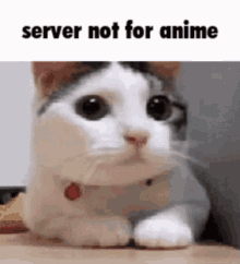 Server Not For Anime Funny Cat GIF