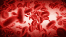 red blood cells national geographic flowing blood flow world heart day