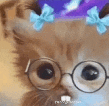 Silly Kitty GIF - Silly Kitty GIFs