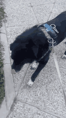 Pet Dog Black Doggy GIF - Pet Dog Black Doggy Cute GIFs