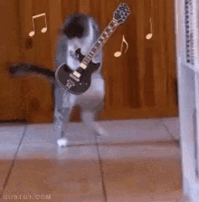 Cat Guitar GIF - Cat Guitar Music GIFs