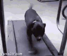 Treadmill Dog GIF