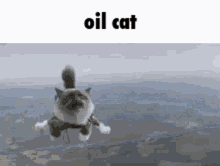 Oil Cat GIF - Oil Cat GIFs