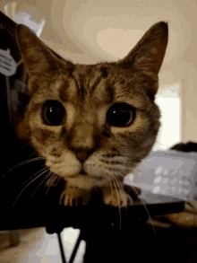 Cat Cat Sniff GIF - Cat Cat Sniff Cat Sniffing GIFs