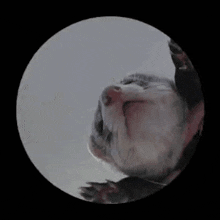 a ferret is looking up at the camera in a circle .