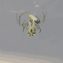 Spider Eating GIF - Spider Eating GIFs