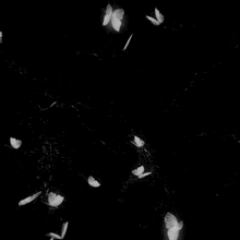 a black and white photo of a flock of butterflies flying in the dark .