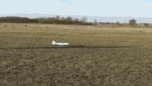 Fly Take Off GIF