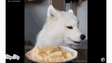 Samoyed Dog GIF - Samoyed Dog Eating GIFs