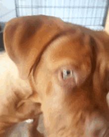 Dog Curious GIF - Dog Curious Confused GIFs