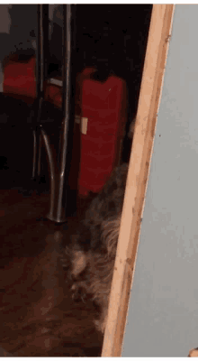 Dog Nosey GIF - Dog Nosey Being GIFs