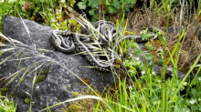 Oregon Snakes GIF - Oregon Snakes Oregon Snakes GIFs